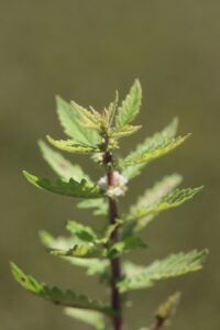 Lycopus europaeus