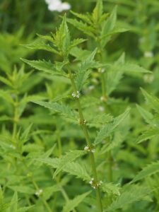 Lycopus × intermedius