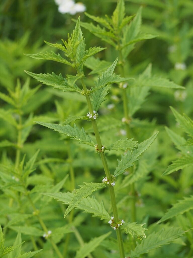 Lycopus × intermedius