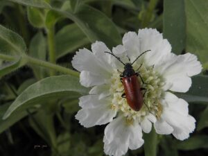 Lomelosia prolifera