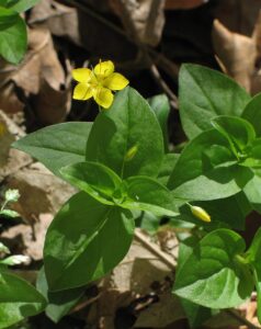 Lysimachia nemorum