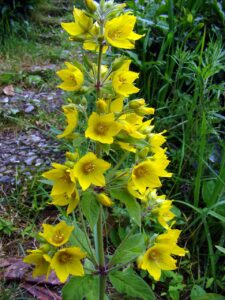 Lysimachia verticillaris