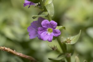 Lythrum acutangulum