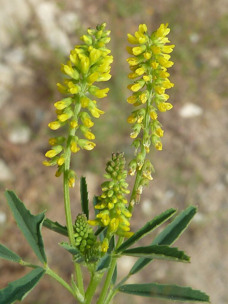 Melilotus sulcatus