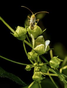 Bryonia cretica