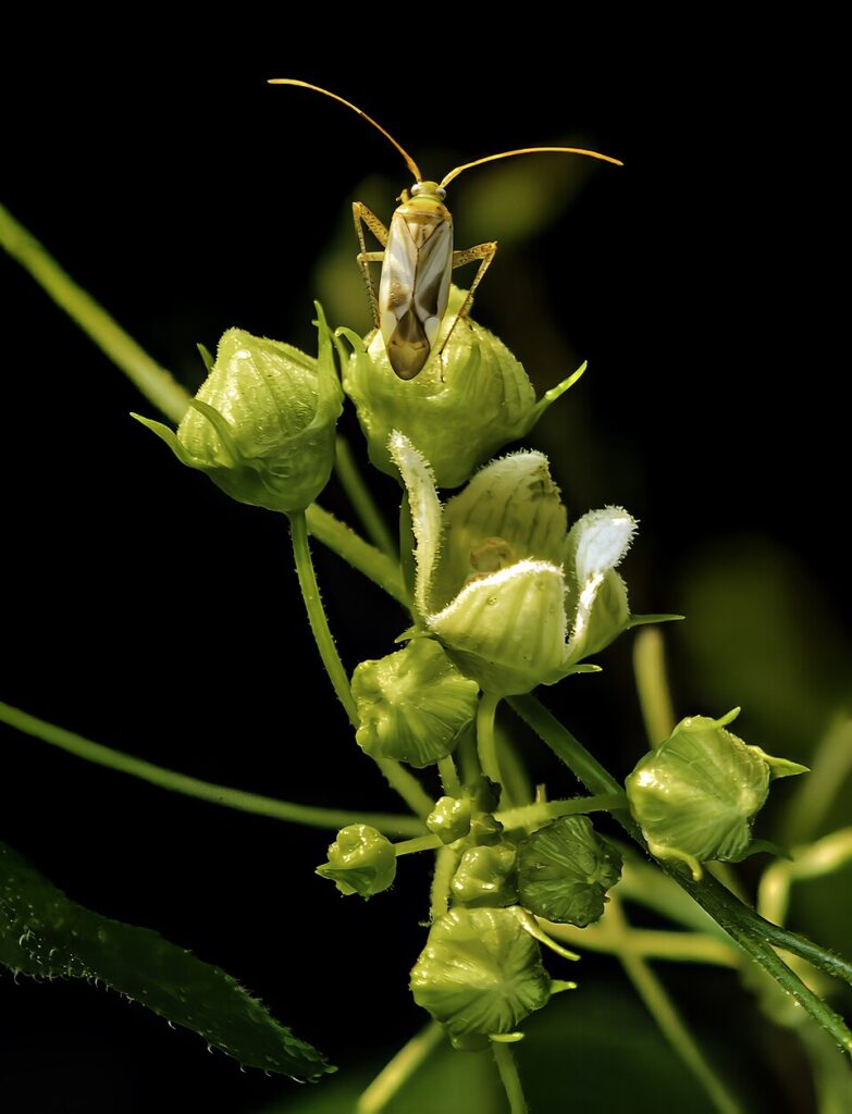 Bryonia cretica