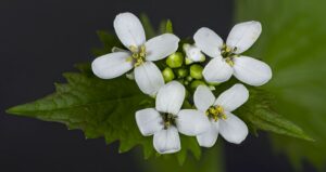 Alliaria petiolata