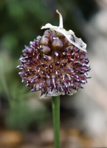 Allium vineale
