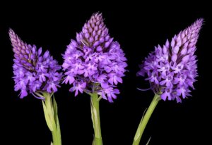 Anacamptis pyramidalis