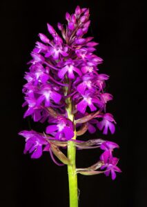Anacamptis pyramidalis var. pyramidalis