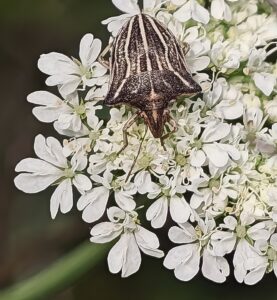 Chaerophyllum aureum