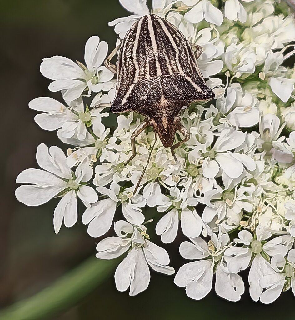 Chaerophyllum aureum