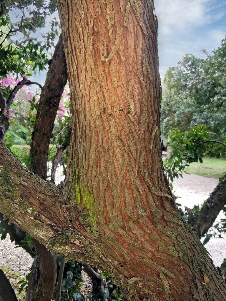 Arbutus unedo