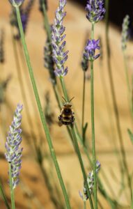 Lavandula angustifolia