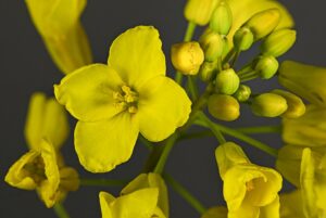 Brassica napus