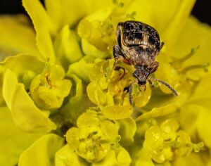 Euphorbia flavicoma subsp. flavicoma