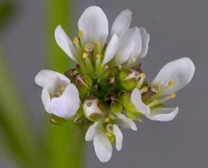Cardamine flexuosa