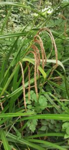 Carex pendula