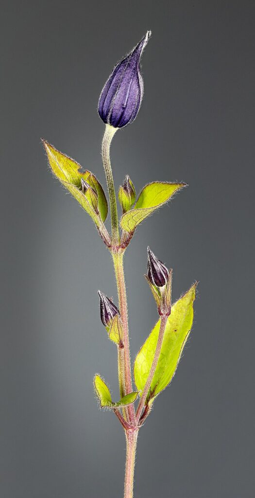 Clematis integrifolia