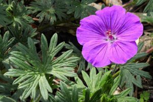 Geranium sanguineum