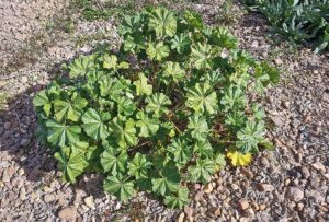 Malva parviflora