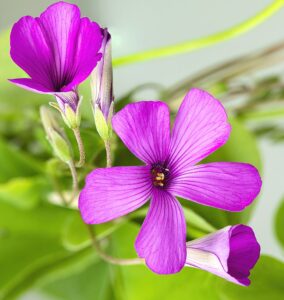 Oxalis articulata