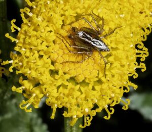 Santolina chamaecyparissus