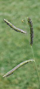 Paspalum dilatatum