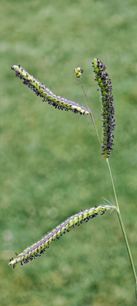 Paspalum dilatatum