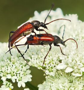 Oenanthe pimpinelloides