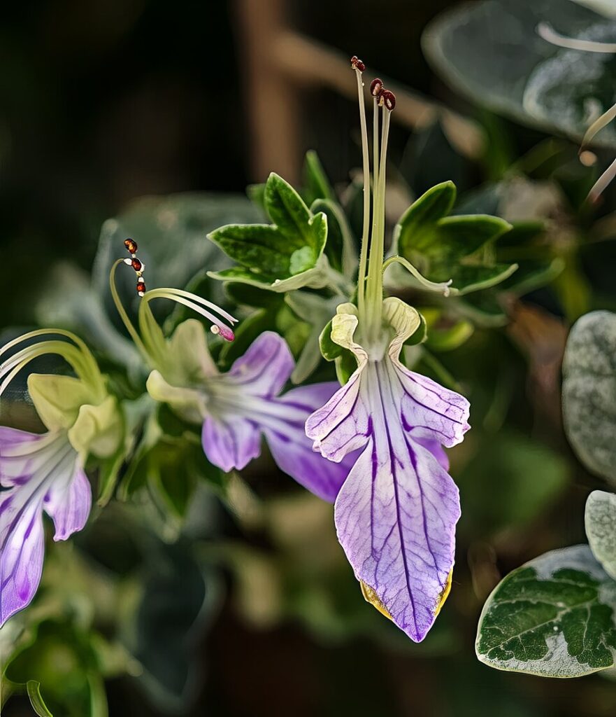 Teucrium fruticans