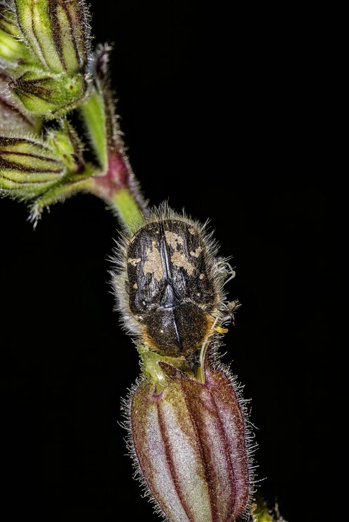 Silene dioica
