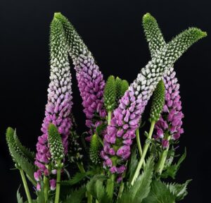 Veronica spicata