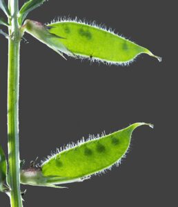 Vicia lutea