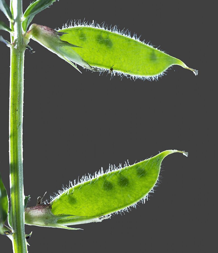Vicia lutea