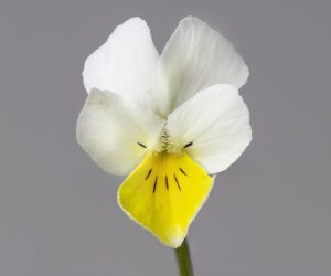 Viola arvensis