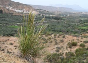 Macrochloa tenacissima
