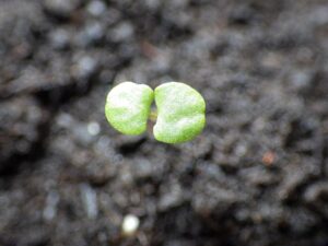 Origanum majorana