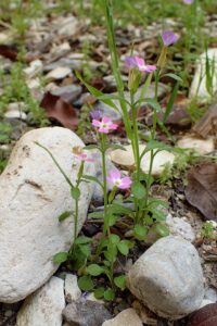 Malcolmia chia