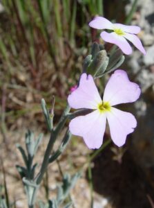 Malcolmia littorea