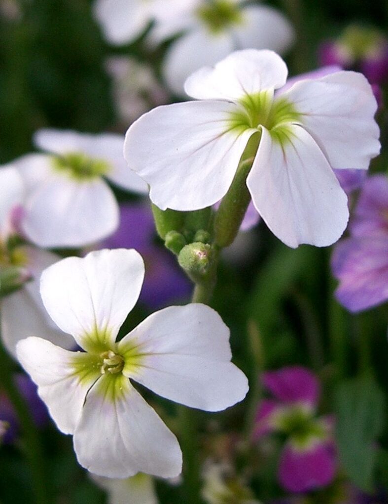 Malcolmia maritima