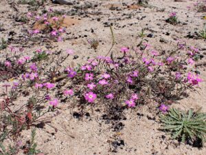 Malcolmia triloba