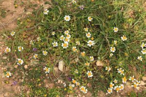 Romulea columnae subsp. columnae