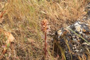 Orobanche pubescens