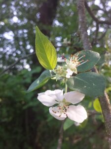 Malus dasyphylla