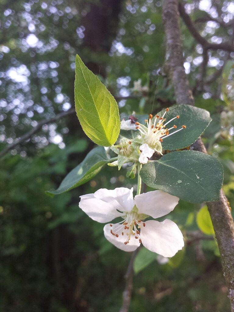 Malus dasyphylla
