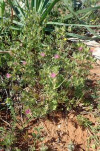 Malva aegyptia