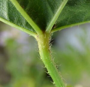 Malva nicaeensis