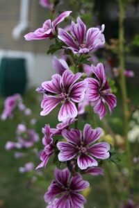 Malva sylvestris var. sylvestris