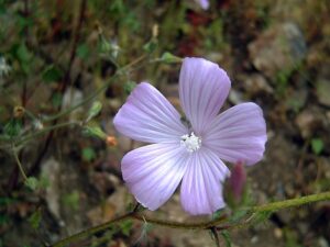 Malva tournefortiana
